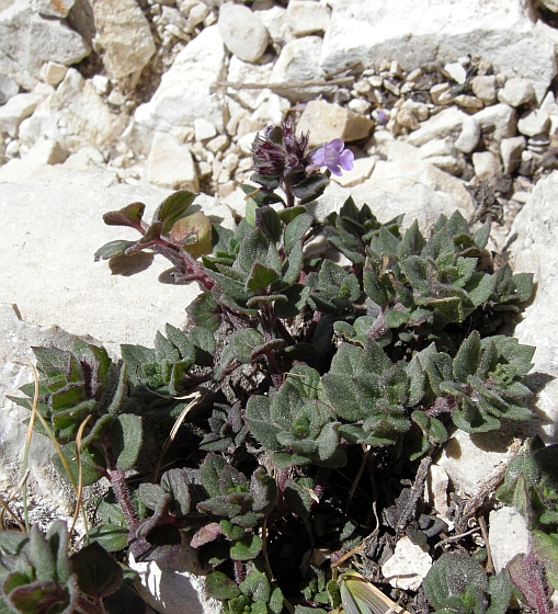 Acinos alpinus